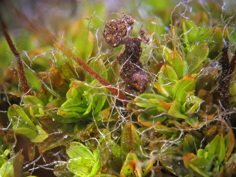 Muschio - Syntrichia muralis